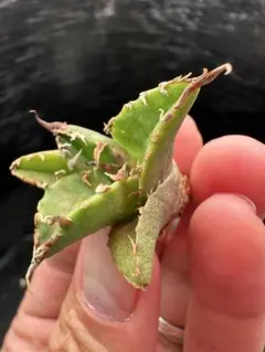 【アガベ】凱撒 SUPER シーザー　OC