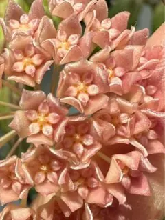 2026年最新】希少なホヤ植物の人気アイテム - メルカリ