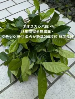 オオスカシバ餌・45年間完全無農薬・クチナシ枝付 柔らか新葉200枚位 鮮度良好のサムネイル