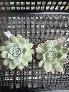 多肉植物セット① 匿名配送のサムネイル