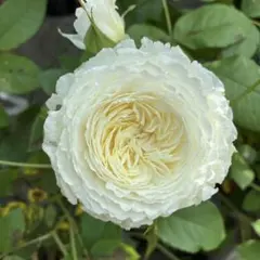 ばら苗　白色のバラ　アイボリー色のバラのサムネイル