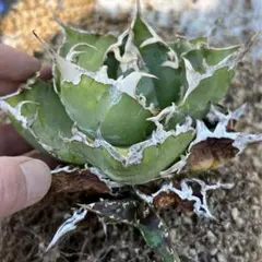 アガベ　チタノタ　金鯨　検　ブツブツ　冰雹　真麻花龍　皇冠　白鯨　黒鯨 図鑑 – アガベ チタノタ 金鯨 – 品種紹介 | アガベ図鑑