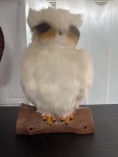 c*n様 ①　激レア‼️　北極キツネ　剥製　錦鶏鳥　プラチナキツネ　狸　隼　５体 c*n様 ① 激レア‼️ 北極キツネ 剥製 錦鶏鳥 プラチナキツネ 狸 隼 5