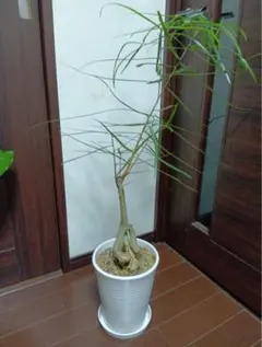 塊根植物 ボトルツリー曲がり レア大きい鉢ごと発送 - メルカリ