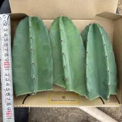 3本セット価格　柱サボテン　ドライガーデン　ロストラータ　サボテン ユッカのサムネイル