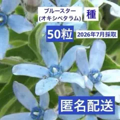 ブルースター オキシペタラム 種のサムネイル