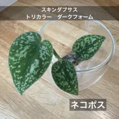 2026年最新】スキンダプサスの人気アイテム - メルカリ