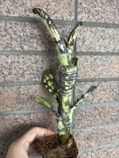 サンスベリア　エレノア ホワイト ネナ　子株付き　超希少輸入株　　　ロリダ サンスベリア エレノア ホワイト ネナ 子株付き 超希少輸入株 ロリダ