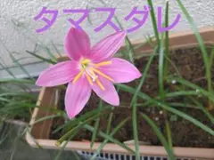 タマスダレ苗、赤色、 大中サイズを3本 簡単な育て方の説明付きのサムネイル