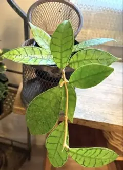 新着 希少 原種 ホヤ インフラータ サクララン 鉢花 - メルカリ