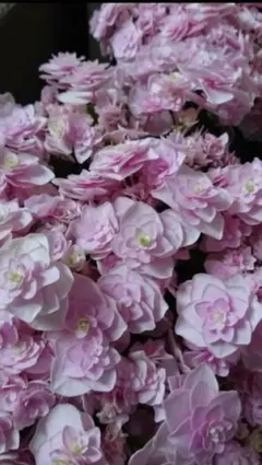 マメ様専用　紫陽花苗S