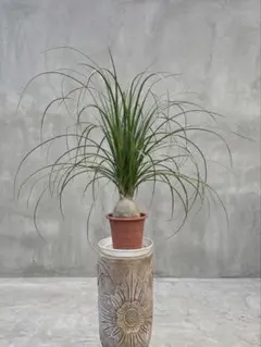 トックリラン ノリナ 7号 観葉植物 約105㎝ - メルカリ