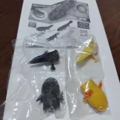 いきもの大図鑑　メキシコサラマンダー