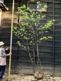 山採り アオダモ 本株立ち 10本立ち 自然樹形 - メルカリ