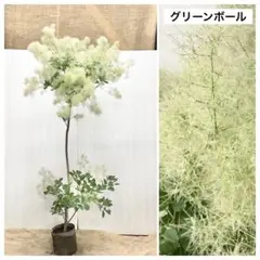 アカシアブルーブッシュ 190cm ❗10号鉢❗綺麗な樹形 特銀 シルバー