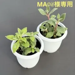 MA☺︎✌︎様 リクエスト 2点 まとめ商品