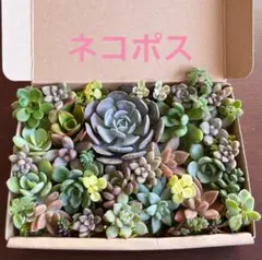 多肉植物カット苗詰め合わせ　ルンヨニー　カリフォルニアサンセット　姫秋麗