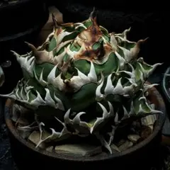 2025年最新】アガベ 悪魔くんの人気アイテム - メルカリ