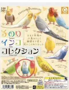 コザクラインコ(青色)のみ　手のりインココレクション