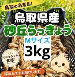 鳥取県産 砂丘 らっきょう 3kg 新鮮 朝掘り Mサイズ - メルカリ