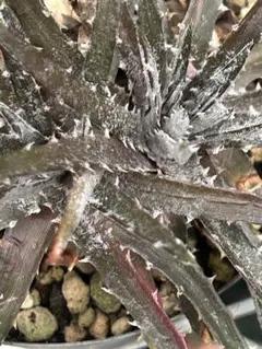 ディッキア Dyckia fosteriana var, Senges f84 - メルカリ
