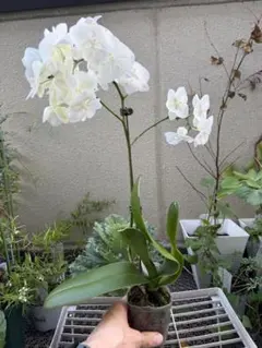 【観葉植物　花苗】胡蝶蘭　ミディ　白花　鉢ごと発送のサムネイル