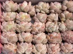 ぷ*く様 CF484　ホワイトアイス　20苗セット　多肉植物　カット苗　エケベリ