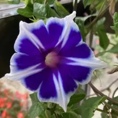 naoco様 リクエスト 3点 まとめ商品