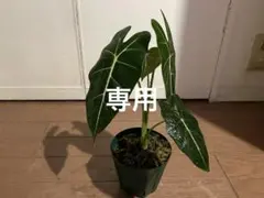 【ピンキー様専用】アロカシア・グリーンベルベット子株のサムネイル