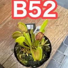 2026年最新】dionaea muscipulaの人気アイテム - メルカリ