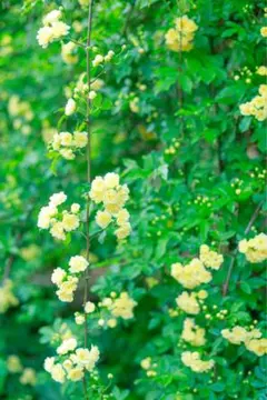 M様、P様専用。ご連絡用　キャンセル後に連絡を取るためのものです。