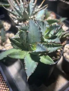 アガベ　黒鯨　子株　PLANET ROCK PLANTSのサムネイル