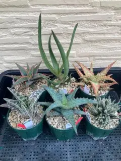 ハイブリッド　アロエ　99苗　セット Yahoo!オークション -「アロエ ハイブリッド」(花、園芸) の落札