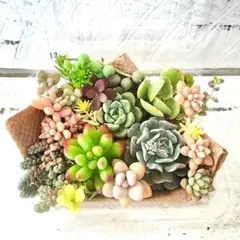多肉植物 カット苗 No.1340 寄せ植えセット　カット苗セット　多肉弁当 ⑫