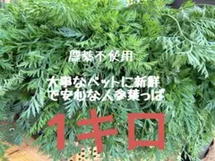 綺麗な人参の葉っぱ1キロ入　うさぎ　おやつ　小動物おやつのサムネイル