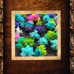 苔アートmana様　　琉球*海花のたね 苔アートmana様 琉球*海花のたね - メルカリ