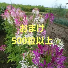 黒猫や様 リクエスト 2点 まとめ商品