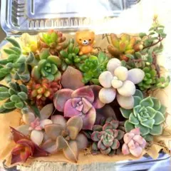 2025年最新】カット苗 多肉の人気アイテム - メルカリ