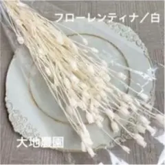 済　みーちゃん様　ご専用