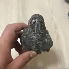 2026年最新】ポリプチコセラスの人気アイテム - メルカリ