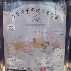 うちの子のけだまだま　犬　三角たれみみ　丸たれみみ