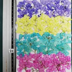 アナベル染め 　No20 ¥800 押し花 　押し花素材