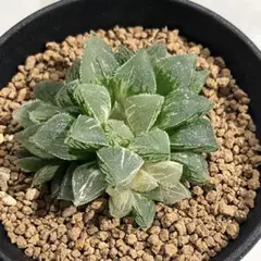 2026年最新】新氷砂糖 ハオルチアの人気アイテム - メルカリ