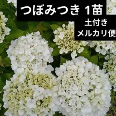 ポットごとヤマト便290】ヤマアジサイ 幼苗 紅てまり 山紫陽花 - メルカリ