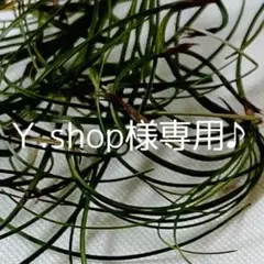 Ｙ.shop様専用ページです♪