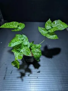 コニオグランメ　エメイエンシス⑤のサムネイル