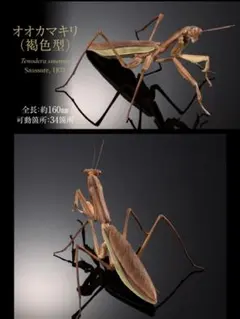 2026年最新】カマキリの人気アイテム - メルカリ