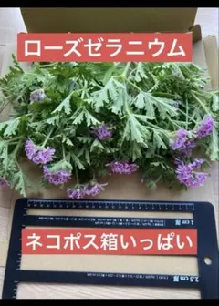 ローズゼラニウム 挿し穂 ハーブ 切り枝のサムネイル