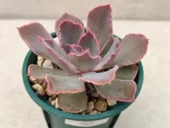 多肉植物 韓国苗 ビヨンセ虹錦 - メルカリ