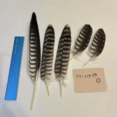 ハンドメイド　リメイク　飾り　インテリア　弓道　羽　替え羽　猛禽類　鷹の羽根 ハンドメイド リメイク 飾り インテリア 弓道 羽 替え羽 猛禽類